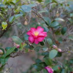 Thumbnail of related posts 064