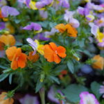 Thumbnail of related posts 037